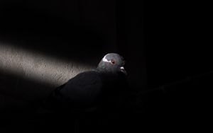 Preview wallpaper dove, bird, light, black