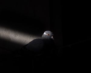 Preview wallpaper dove, bird, light, black