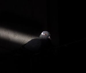 Preview wallpaper dove, bird, light, black