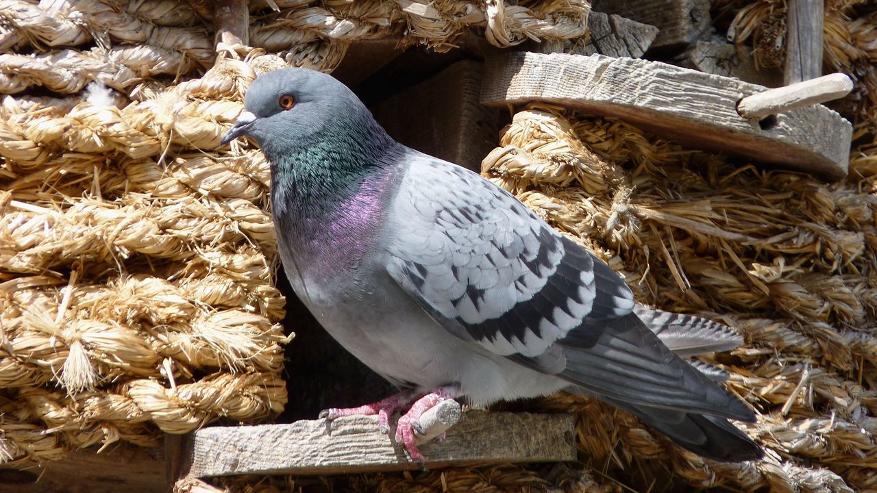 Wallpaper dove, bird, sitting, dovecote