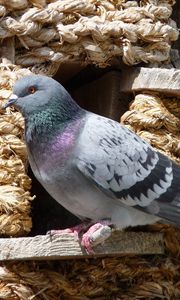Preview wallpaper dove, bird, sitting, dovecote