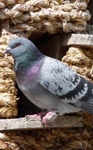 Preview wallpaper dove, bird, sitting, dovecote