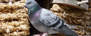 Preview wallpaper dove, bird, sitting, dovecote