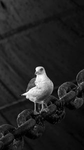 Preview wallpaper dove, bird, sitting, chain