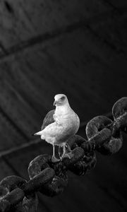 Preview wallpaper dove, bird, sitting, chain