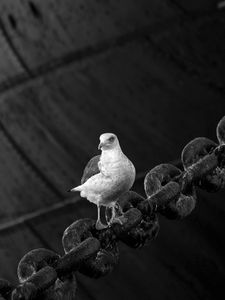 Preview wallpaper dove, bird, sitting, chain