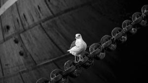 Preview wallpaper dove, bird, sitting, chain