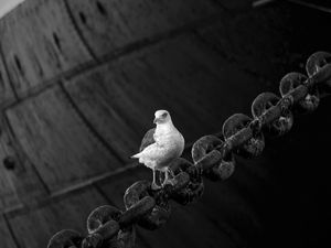 Preview wallpaper dove, bird, sitting, chain