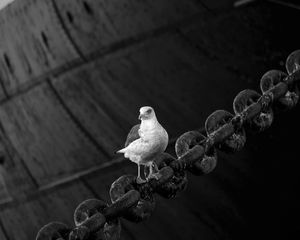 Preview wallpaper dove, bird, sitting, chain