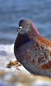 Preview wallpaper dove, bird, snow, ice