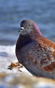 Preview wallpaper dove, bird, snow, ice