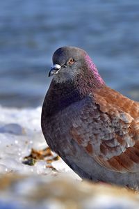 Preview wallpaper dove, bird, snow, ice