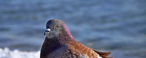 Preview wallpaper dove, bird, snow, ice