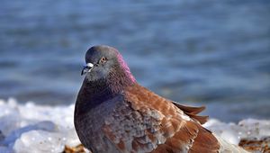 Preview wallpaper dove, bird, snow, ice