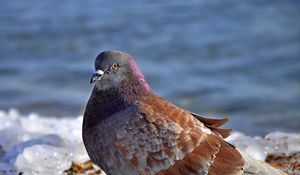 Preview wallpaper dove, bird, snow, ice