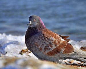 Preview wallpaper dove, bird, snow, ice