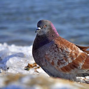 Preview wallpaper dove, bird, snow, ice