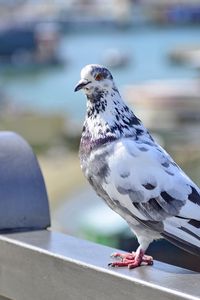 Preview wallpaper dove, bird, spotted, sitting