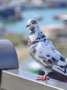 Preview wallpaper dove, bird, spotted, sitting