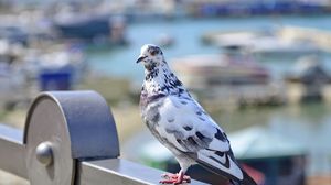 Preview wallpaper dove, bird, spotted, sitting