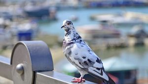 Preview wallpaper dove, bird, spotted, sitting