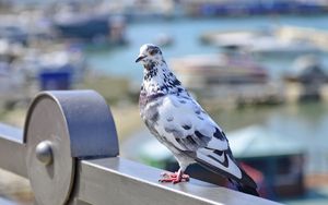 Preview wallpaper dove, bird, spotted, sitting