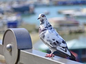 Preview wallpaper dove, bird, spotted, sitting