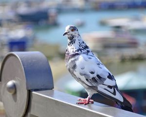 Preview wallpaper dove, bird, spotted, sitting