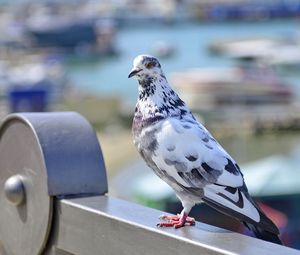 Preview wallpaper dove, bird, spotted, sitting