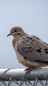 Preview wallpaper dove, bird, trumpet, sky
