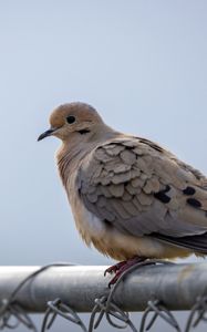 Preview wallpaper dove, bird, trumpet, sky