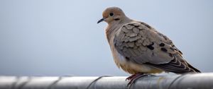 Preview wallpaper dove, bird, trumpet, sky