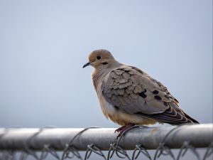 Preview wallpaper dove, bird, trumpet, sky