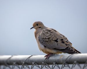 Preview wallpaper dove, bird, trumpet, sky