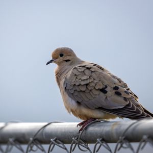 Preview wallpaper dove, bird, trumpet, sky