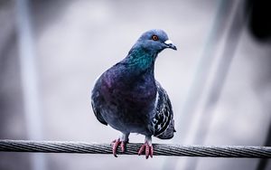 Preview wallpaper dove, bird, wire, sit