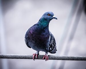 Preview wallpaper dove, bird, wire, sit