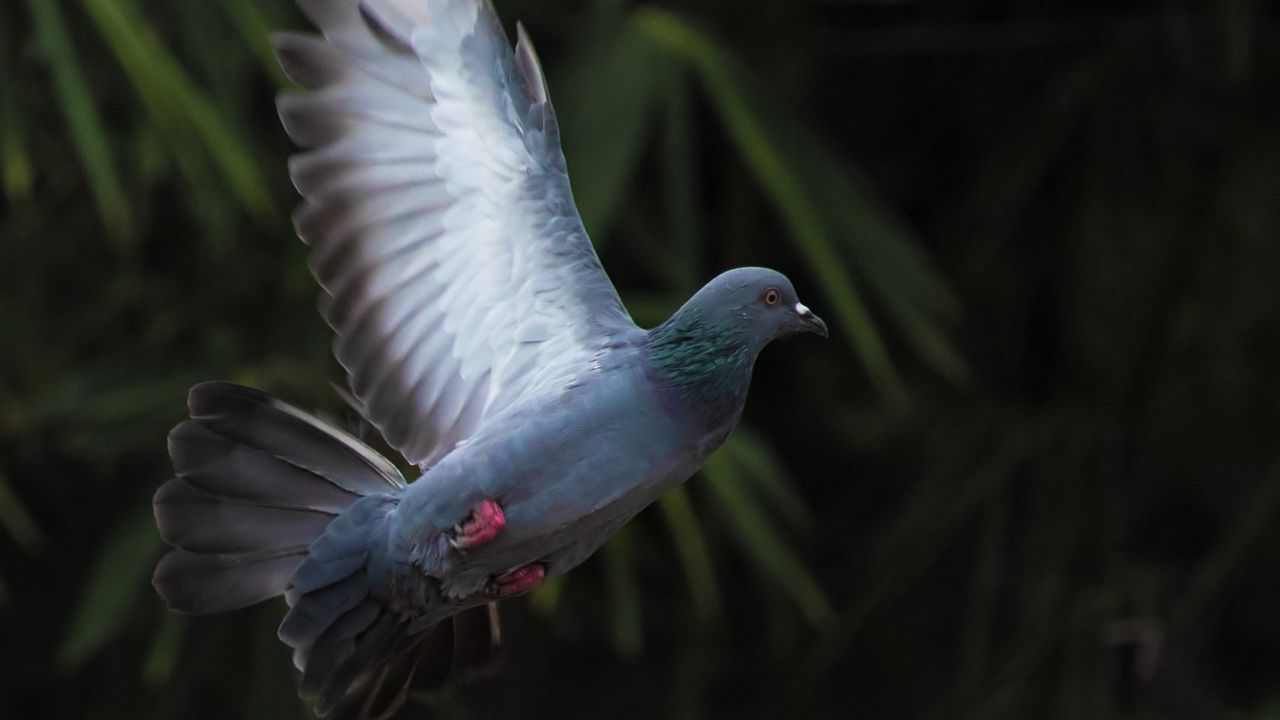 Wallpaper dove, flight, wing, bird, blur