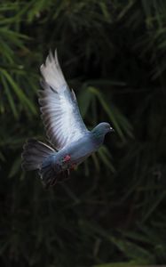 Preview wallpaper dove, flight, wing, bird, blur