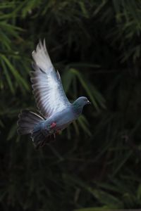 Preview wallpaper dove, flight, wing, bird, blur