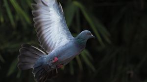 Preview wallpaper dove, flight, wing, bird, blur