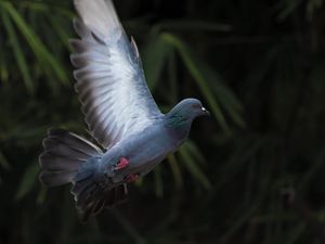 Preview wallpaper dove, flight, wing, bird, blur