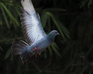 Preview wallpaper dove, flight, wing, bird, blur