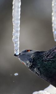 Preview wallpaper dove, ice, bird, sitting