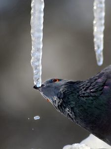 Preview wallpaper dove, ice, bird, sitting