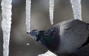 Preview wallpaper dove, ice, bird, sitting