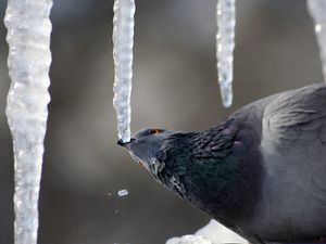 Preview wallpaper dove, ice, bird, sitting