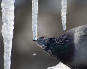 Preview wallpaper dove, ice, bird, sitting