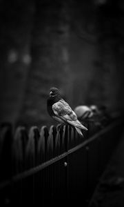 Preview wallpaper dove, pigeon, bw, bird, fence