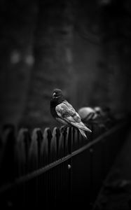 Preview wallpaper dove, pigeon, bw, bird, fence